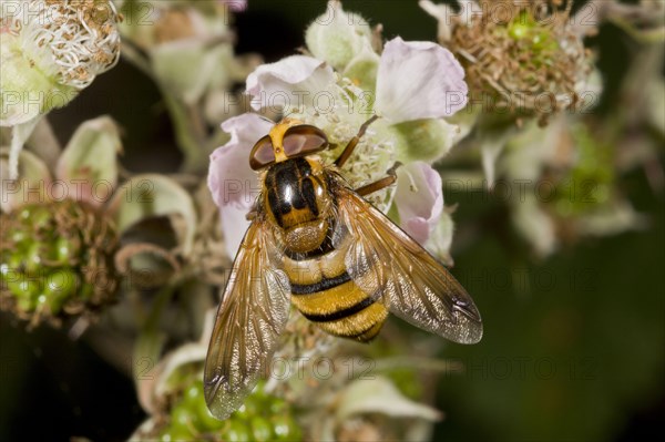Banded forest hoverfly
