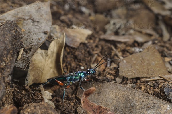 Emerald cockroach wasp