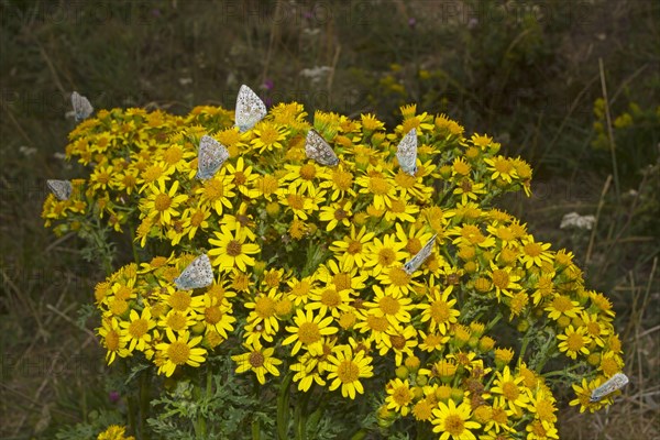 Chalkhill Blue