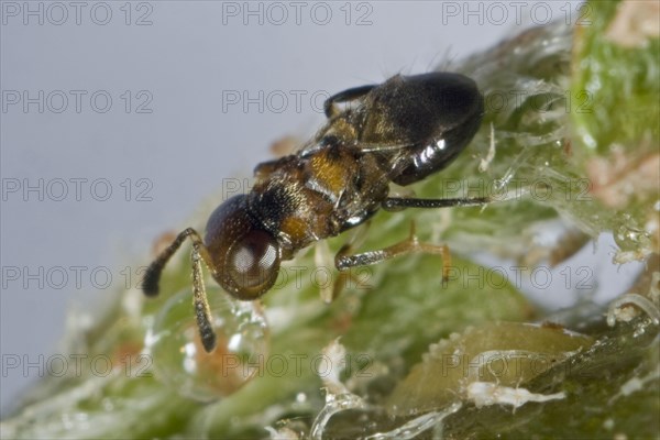 Parasitoid wasp