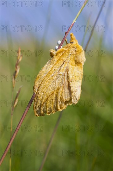 Drinker Moth