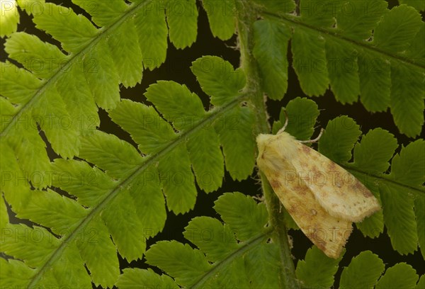 Common Sallow