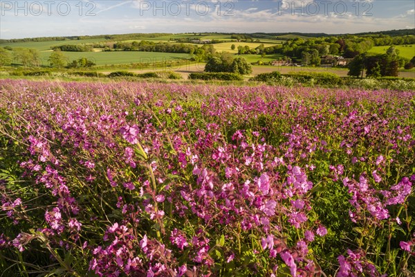 Red campion