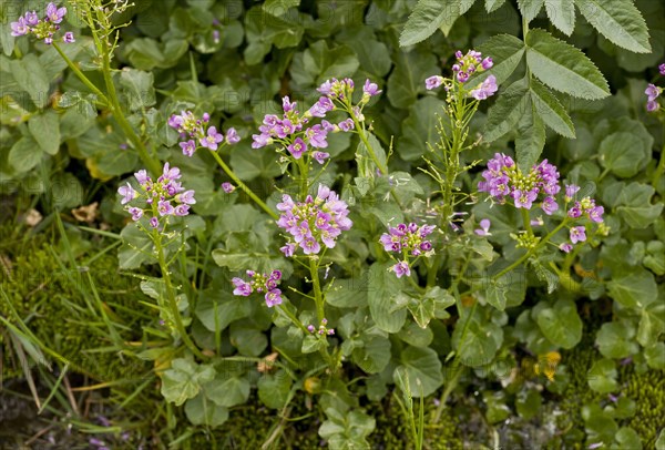 Radish-leaved Bittercress