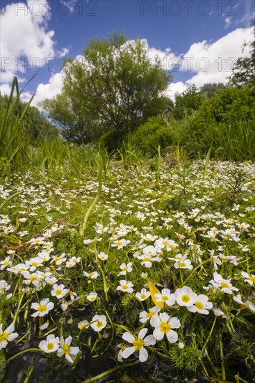 Flowering mass of river water crowfoot