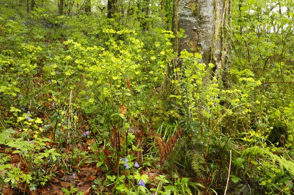 Wood spurge