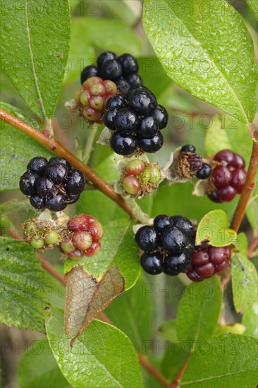 European Dewberry