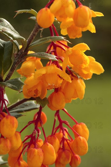 Darwin's darwin's barberry