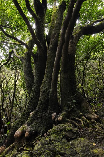 Trunks of Canary laurel