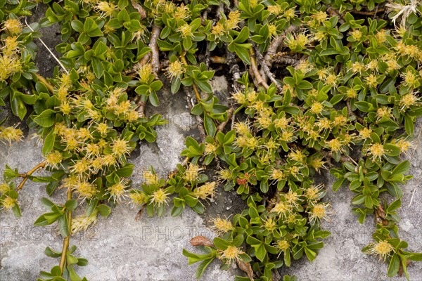 Radish-leaved willow