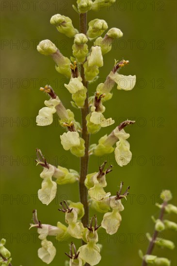 Wood Sage