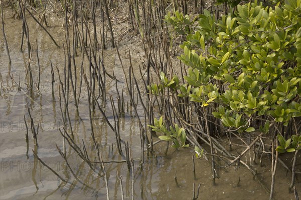 Black Mangrove