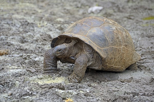 Aldabra giant tortoises