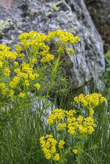 Cypress spurge