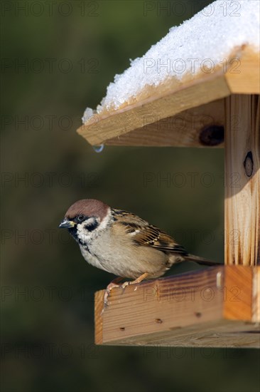 Eurasian tree sparrow