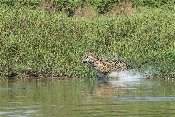 Male jaguar