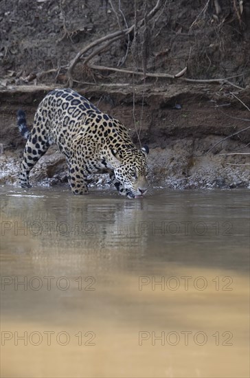 Young jaguar