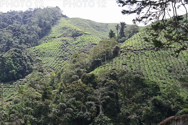 Tea Plantation