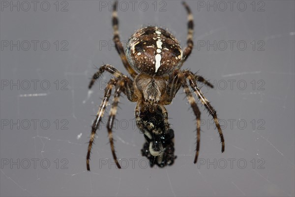 European garden spider