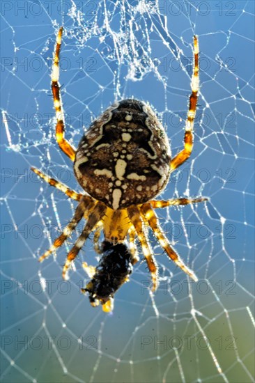 European garden spider