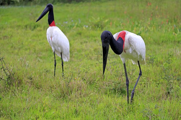 Jabiru