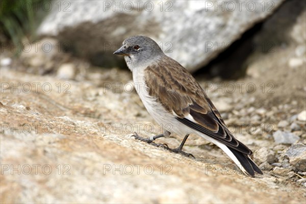 Snow Finch