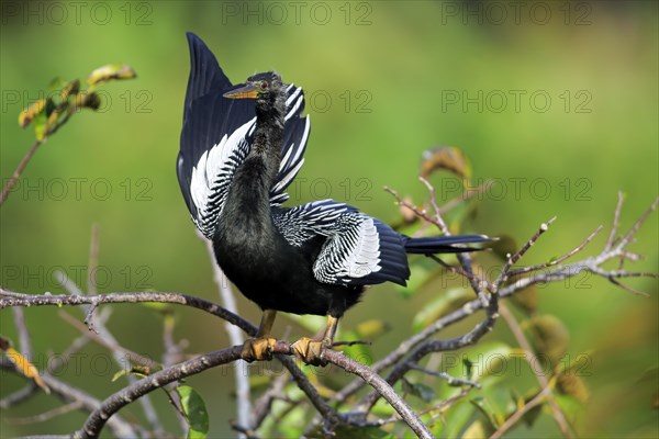 Anhinga