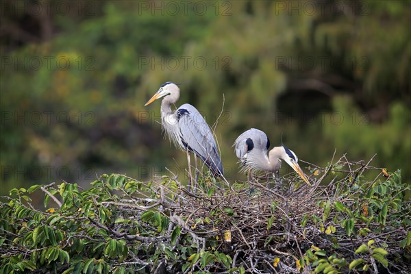 Great blue heron