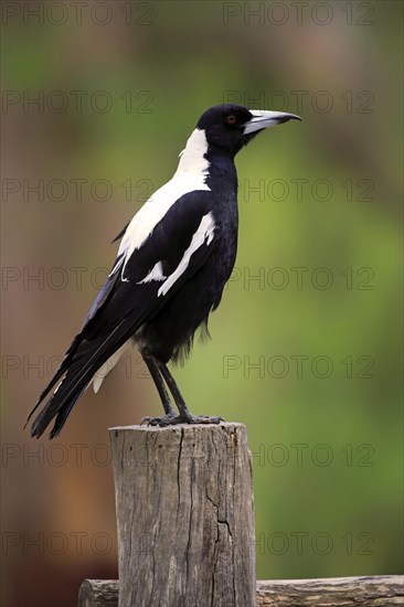 Australian magpie