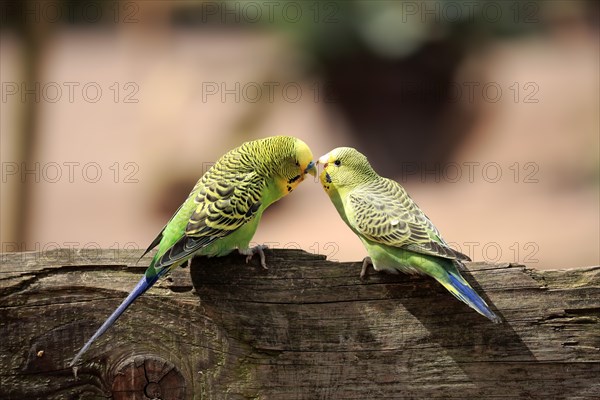 Budgerigar