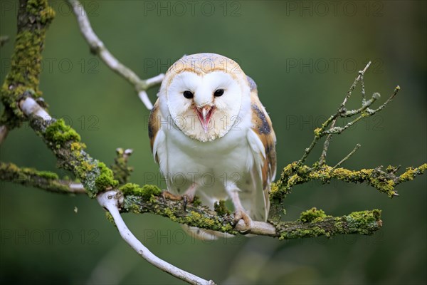 Barn Owl