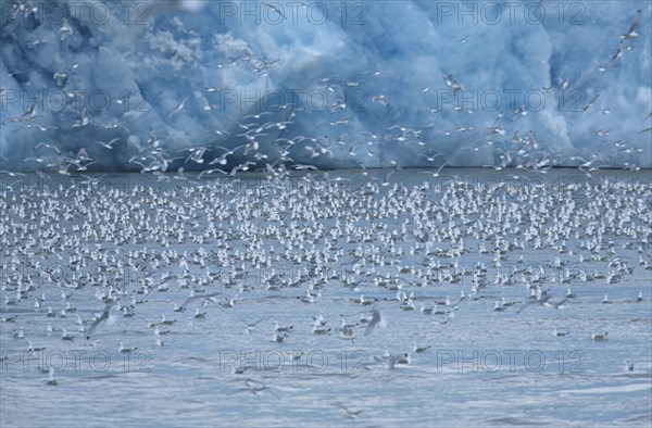 Larus tridactylus