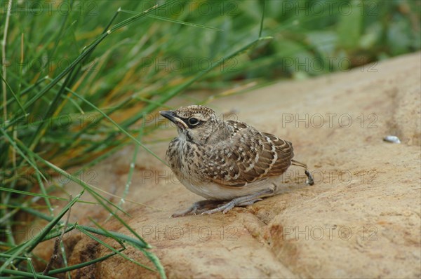 Crested Lark