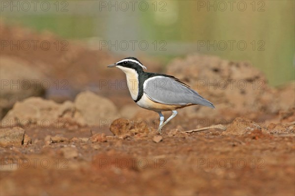 Egyptian Plover