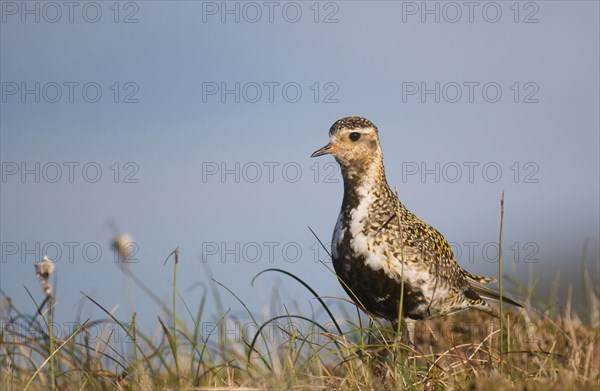 Eurasian Golden Plover