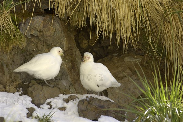 White-faced sheathbill