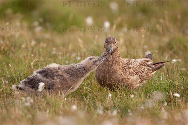 Great Skua