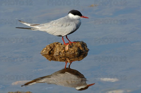 White-bearded Tern