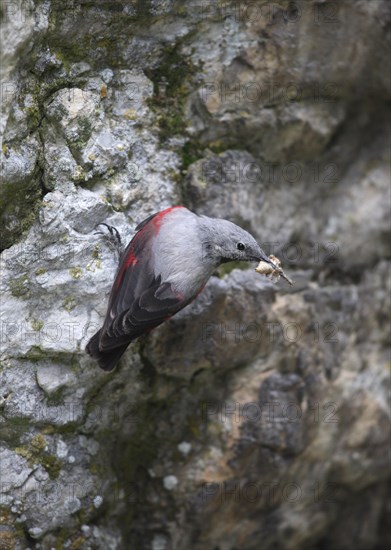 Wallcreeper