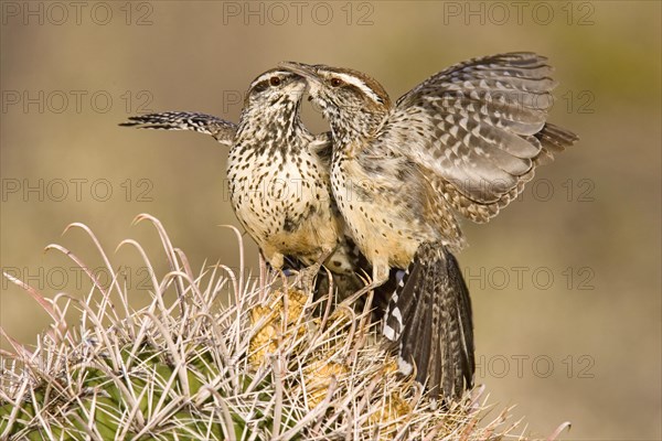 Cactus Wren