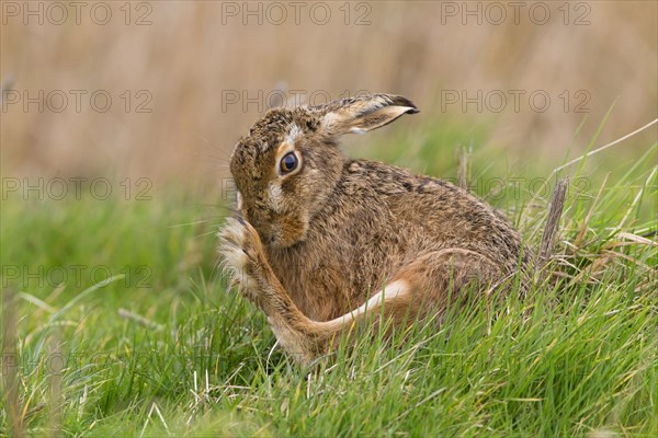 European Hare