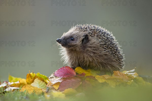 European Hedgehog