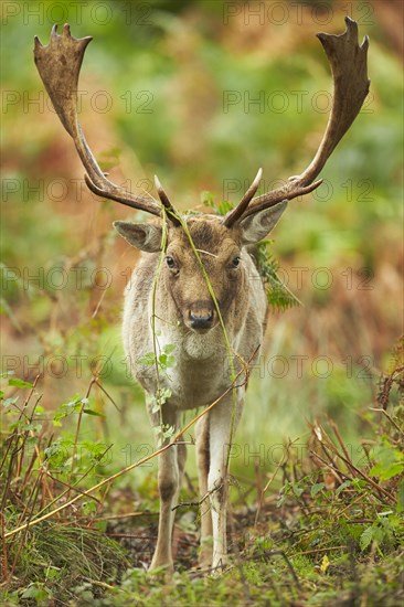 Fallow deer