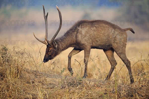 Sambar