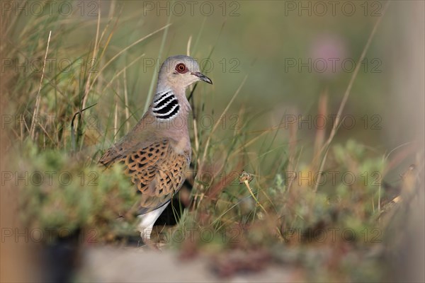 Eurasian turtle dove