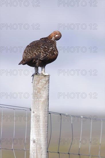 Scottish Grouse