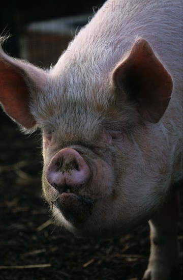 Domestic pig Medium white boar