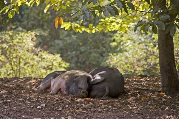 Two Saddleback Pigs