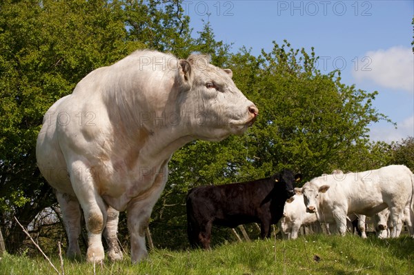 Domestic cattle