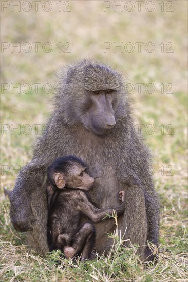 Olive baboon